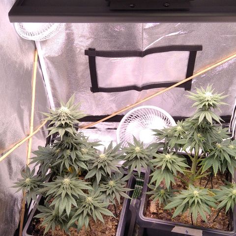 BC Godbud #4 growlog timeline photo