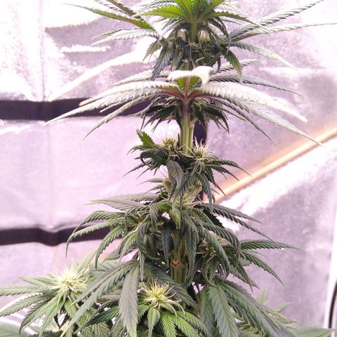 BC Godbud #4 growlog timeline photo