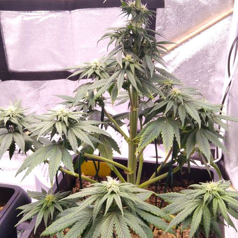 BC Godbud #4 growlog timeline photo