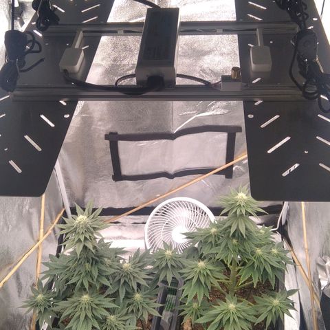 BC Godbud #4 growlog timeline photo