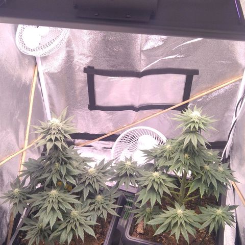 BC Godbud #4 growlog timeline photo