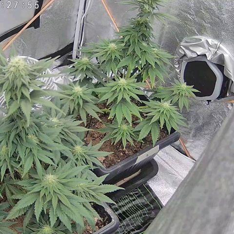 BC Godbud #4 growlog timeline photo