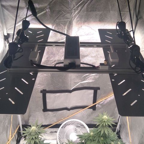 BC Godbud #4 growlog timeline photo