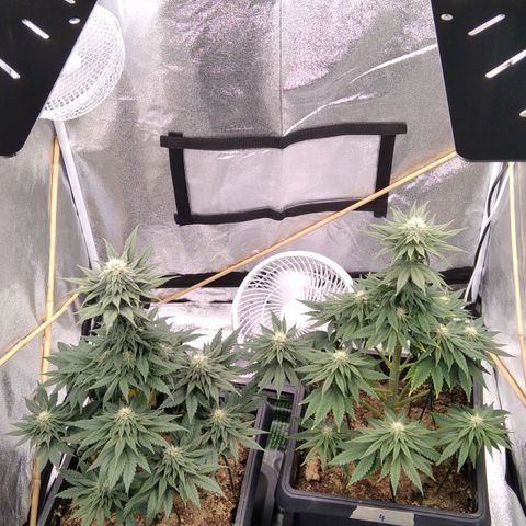 BC Godbud #4 growlog timeline photo