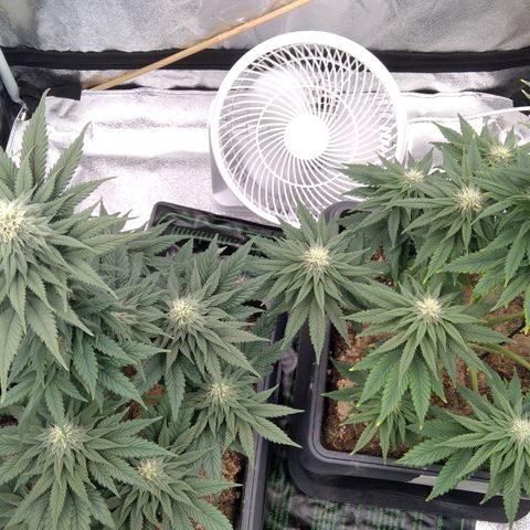 BC Godbud #4 growlog timeline photo