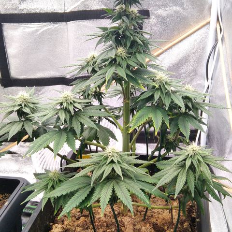 BC Godbud #4 growlog timeline photo