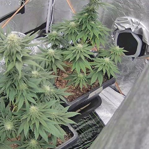 BC Godbud #4 growlog timeline photo