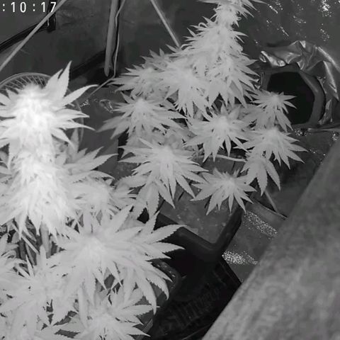 BC Godbud #4 growlog timeline photo