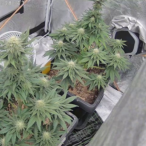 BC Godbud #4 growlog timeline photo