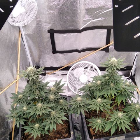 BC Godbud #4 growlog timeline photo