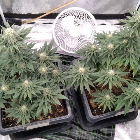 BC Godbud #4 growlog timeline photo