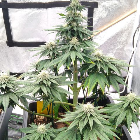 BC Godbud #4 growlog timeline photo