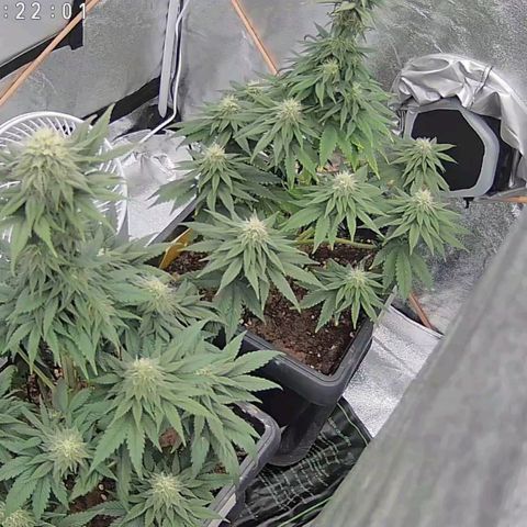 BC Godbud #4 growlog timeline photo