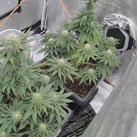 BC Godbud #4 growlog timeline photo