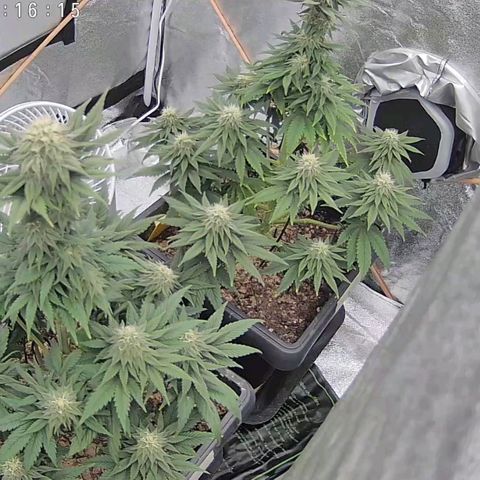 BC Godbud #4 growlog timeline photo