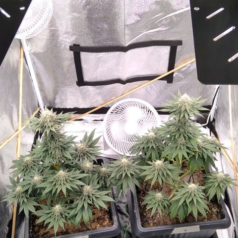 BC Godbud #4 growlog timeline photo