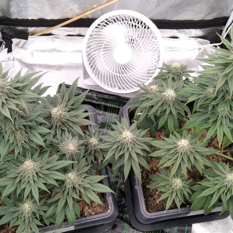 BC Godbud #4 growlog timeline photo