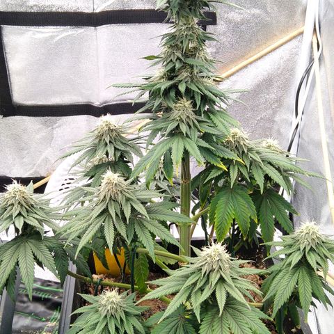 BC Godbud #4 growlog timeline photo