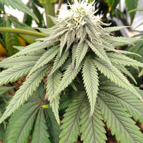 BC Godbud #4 growlog timeline photo