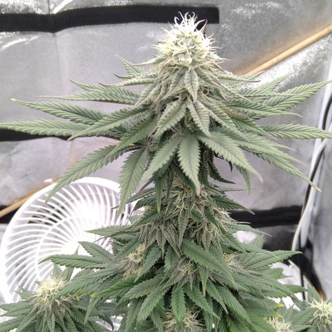 BC Godbud #4 growlog timeline photo