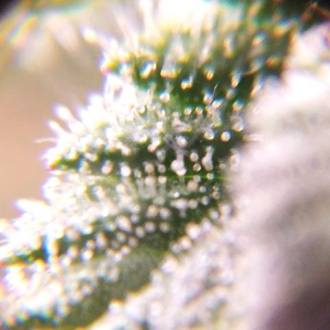 BC Godbud #4 growlog timeline photo
