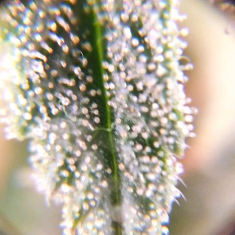 BC Godbud #4 growlog timeline photo