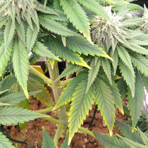 BC Godbud #4 growlog timeline photo