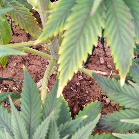 BC Godbud #4 growlog timeline photo
