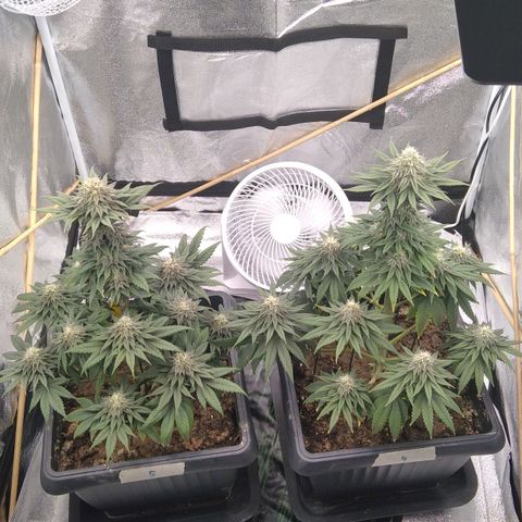 BC Godbud #4 growlog timeline photo