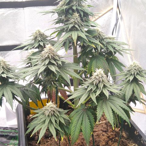 BC Godbud #4 growlog timeline photo