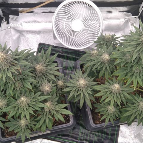 BC Godbud #4 growlog timeline photo