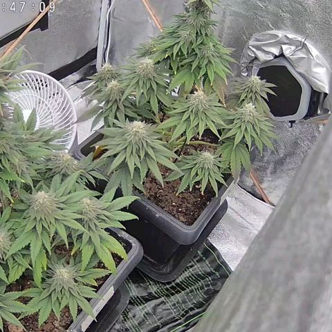 BC Godbud #4 growlog timeline photo