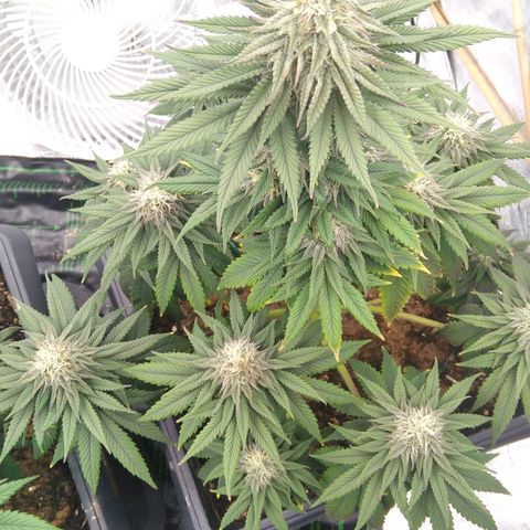 BC Godbud #4 growlog timeline photo