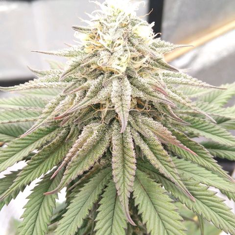 BC Godbud #4 growlog timeline photo