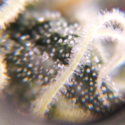 BC Godbud #4 growlog timeline photo