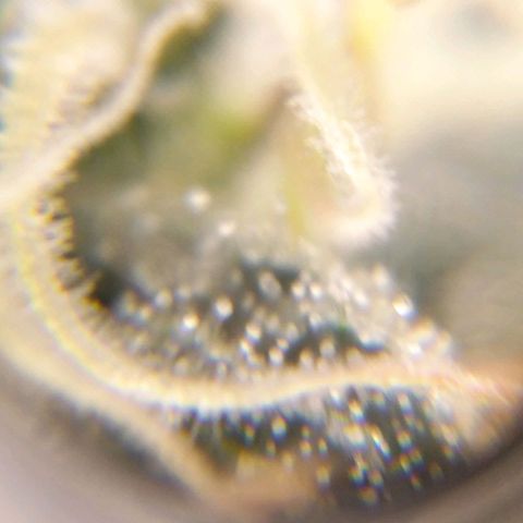 BC Godbud #4 growlog timeline photo