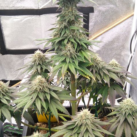 BC Godbud #4 growlog timeline photo
