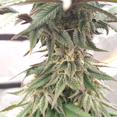 BC Godbud #4 growlog timeline photo
