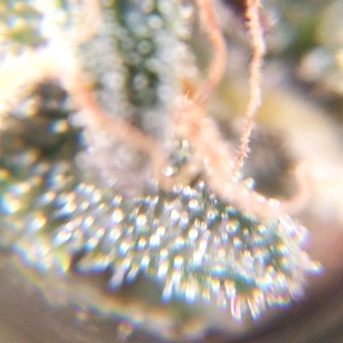 BC Godbud #4 growlog timeline photo