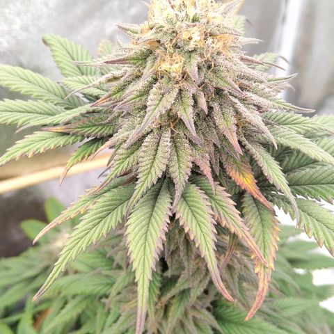 BC Godbud #4 growlog timeline photo