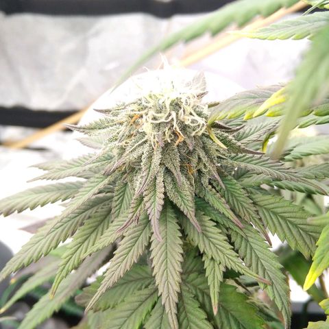 BC Godbud #4 growlog timeline photo