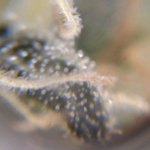 BC Godbud #4 growlog timeline photo