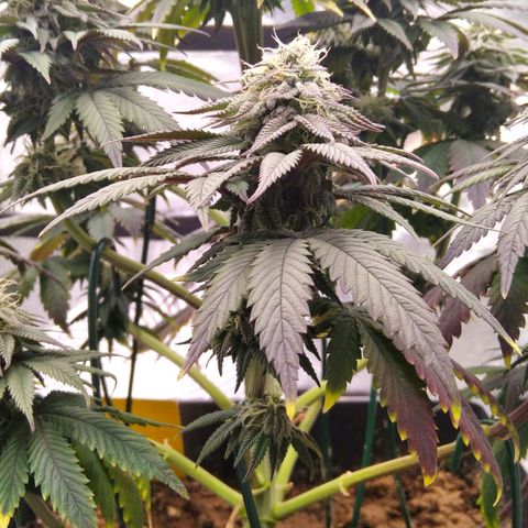 BC Godbud #4 growlog timeline photo
