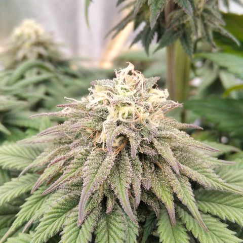 BC Godbud #4 growlog timeline photo