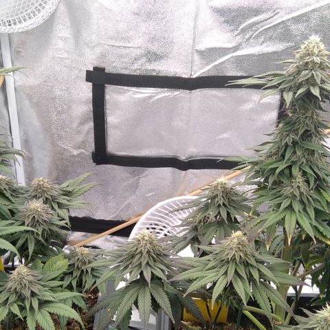 BC Godbud #4 growlog timeline photo
