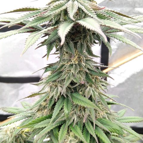 BC Godbud #4 growlog timeline photo