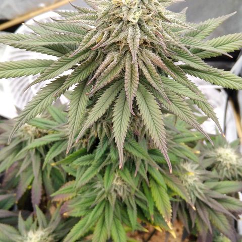 BC Godbud #4 growlog timeline photo