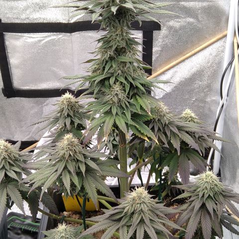 BC Godbud #4 growlog timeline photo
