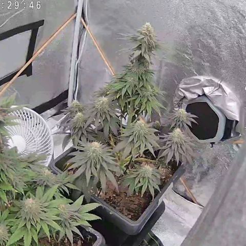 BC Godbud #4 growlog timeline photo