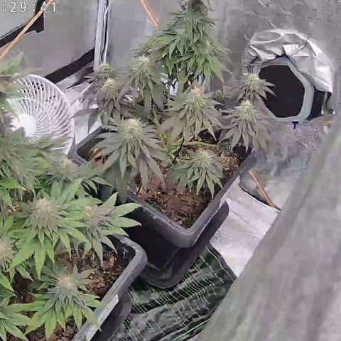 BC Godbud #4 growlog timeline photo